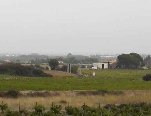 Domaine Plaine vineyard stop