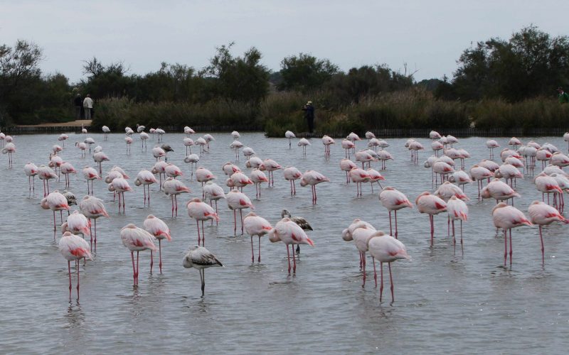 Flamingoes near Aigues Mortes