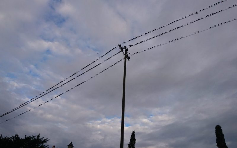 Cadaques Starlings