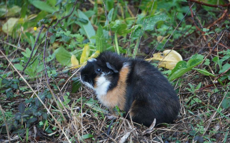 Wild guinea pig - Lousa