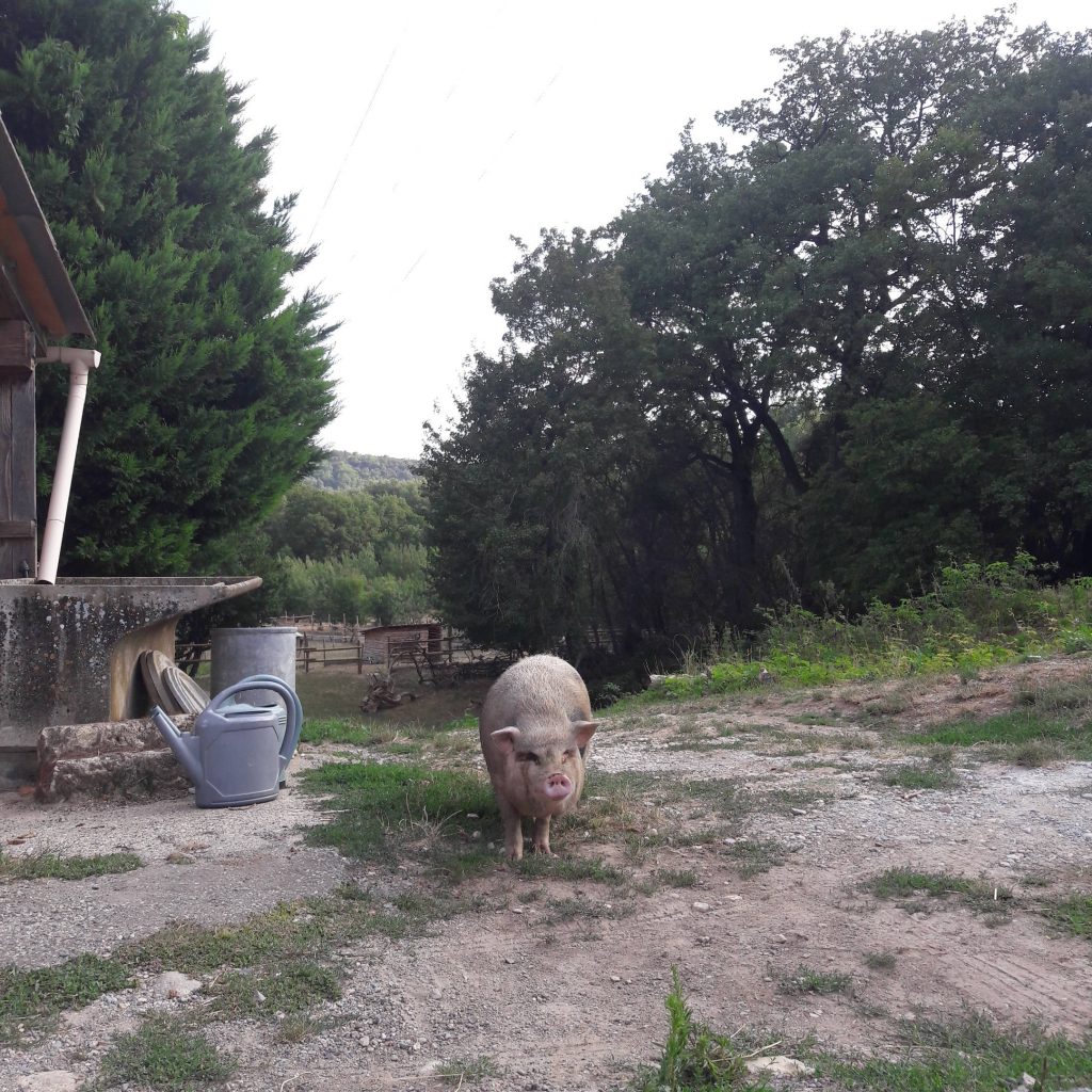 Pig at Grane Farm